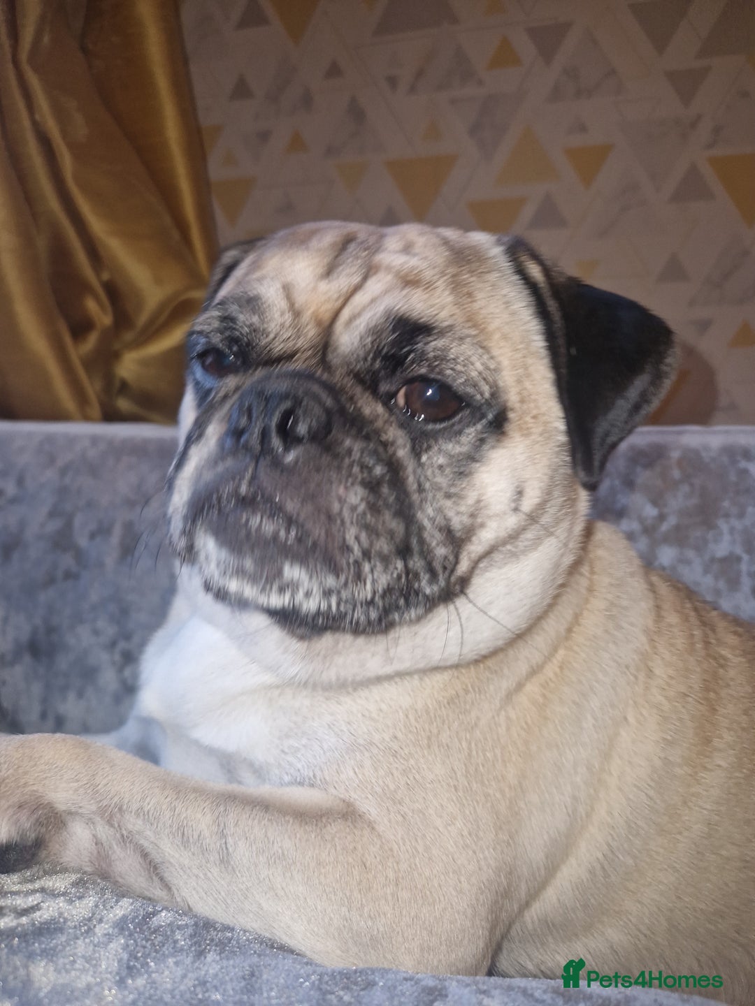 Mixed Breed dogs for sale: 5 year old norrie - Advert 15