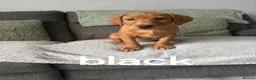 Labrador Retriever dogs for sale: Labradors - Advert 3
