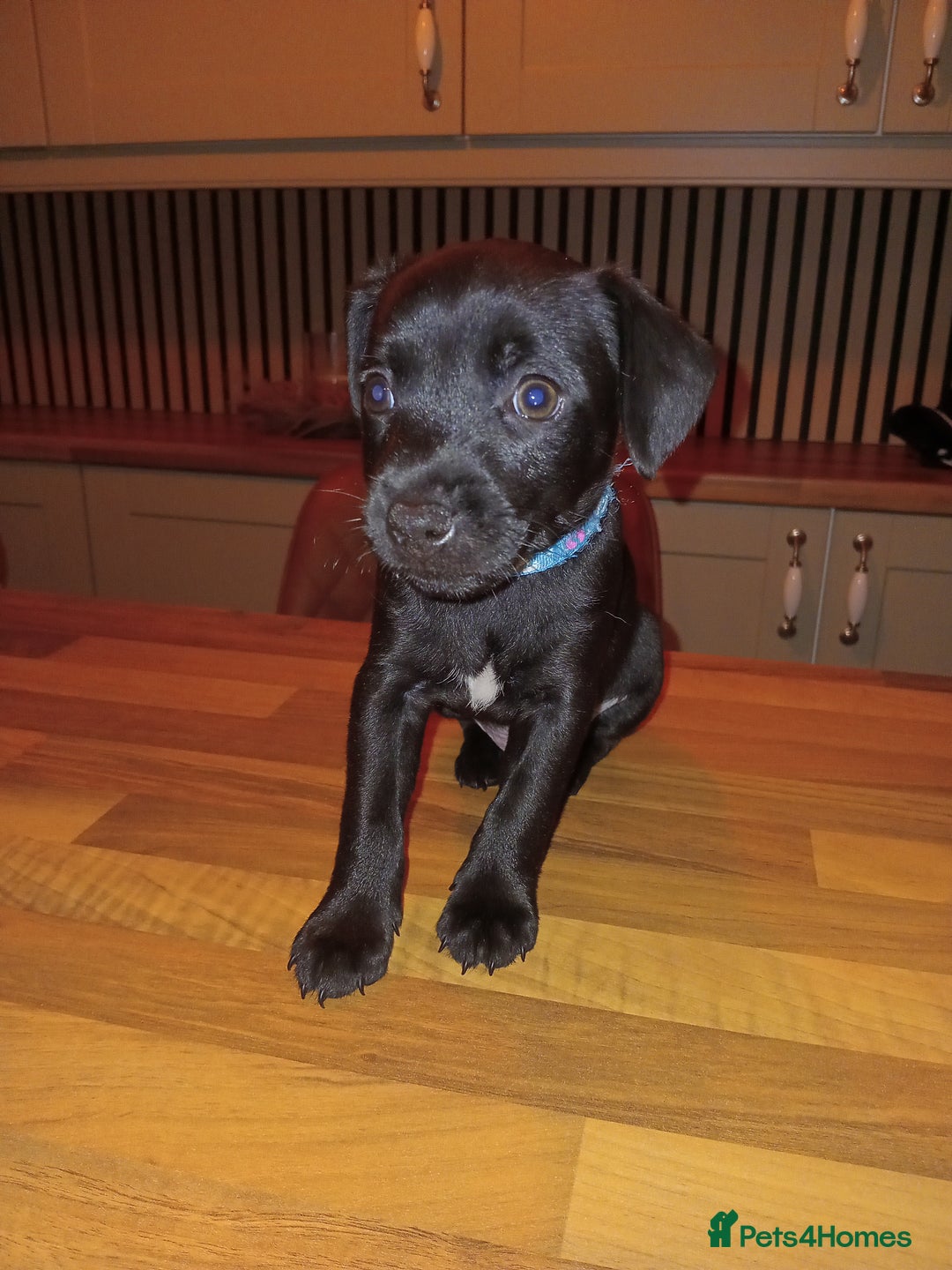 Patterdale Terrier dogs for sale: Nuttall and brae buck patterdale Terrier pups  - Advert 6