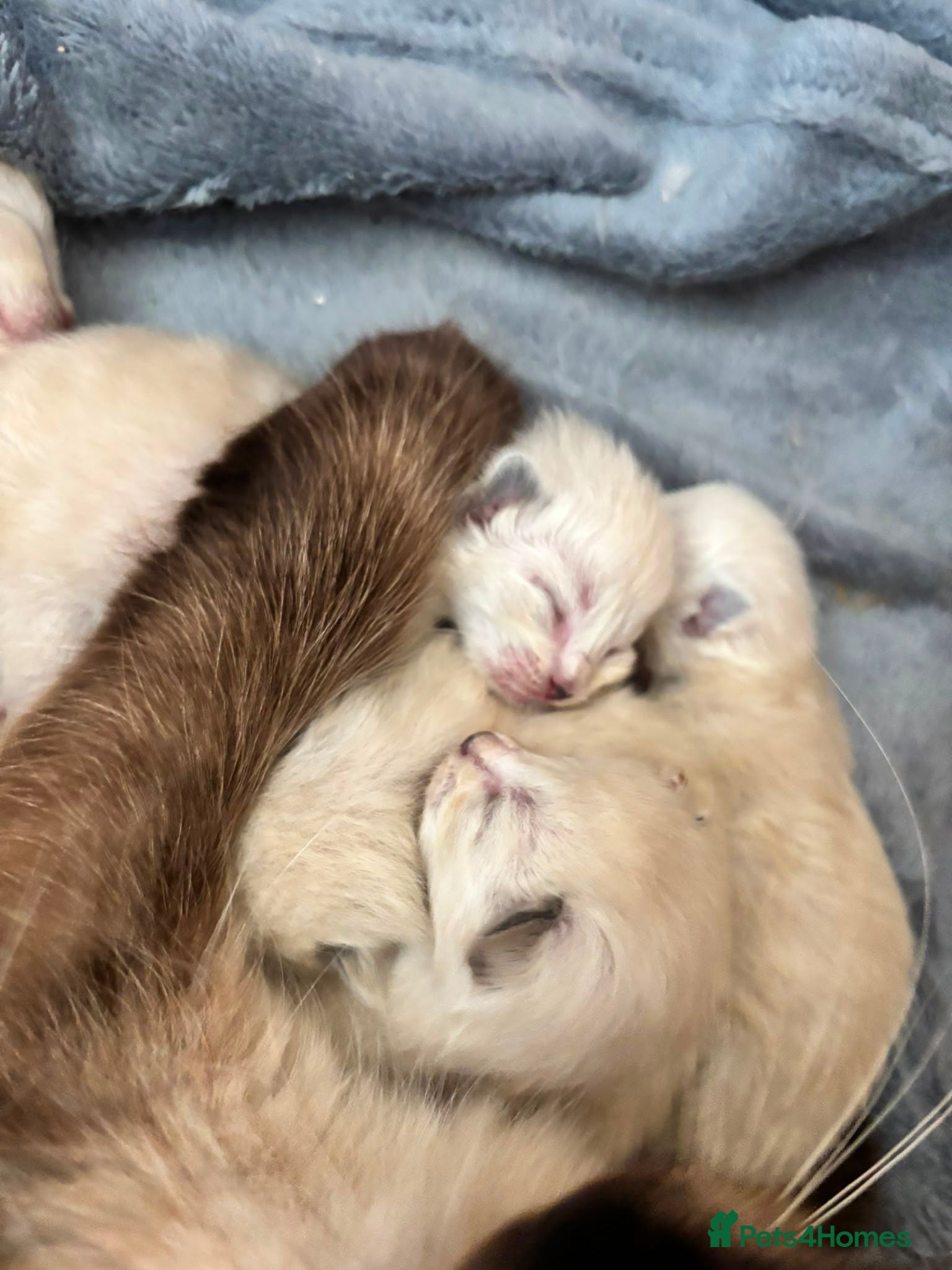 Ragdoll cats ⭐5 beautiful pure ragdolls ⭐ - Advert 8