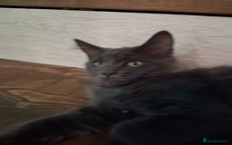 Maine Coon cats for sale: maine coon  in Barnsley - Image 11