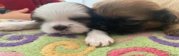 Shih Tzu dogs for sale: ** 2 Beautiful Shihtzu Girl Available  ** in Cambridge - Advert 3