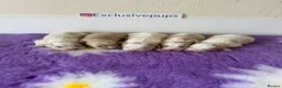 Cavapoo dogs for sale: 5⭐️ F1 miniature Cavapoos  in Pickering - Advert 2
