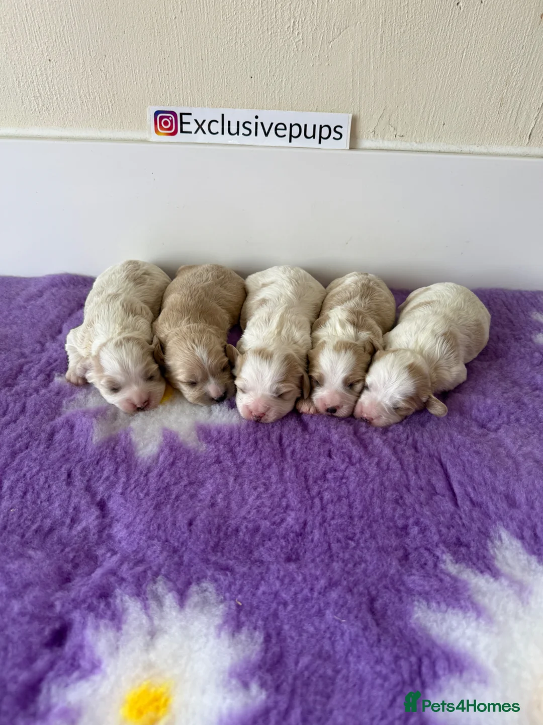Cavapoo dogs for sale: 5⭐️ F1 miniature Cavapoos  in Pickering - Advert 2