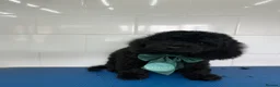 Cockapoo dogs for sale: ***Reduced*** the last 3 Cockapoo babies  in Coalville - Advert 8