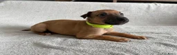 Whippet dogs for sale: 🐾 Beautiful Whippet Puppies – Boys & Girls - Advert 14