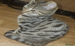 Bengal cats for sale: 5 month old bengal  - Image 3