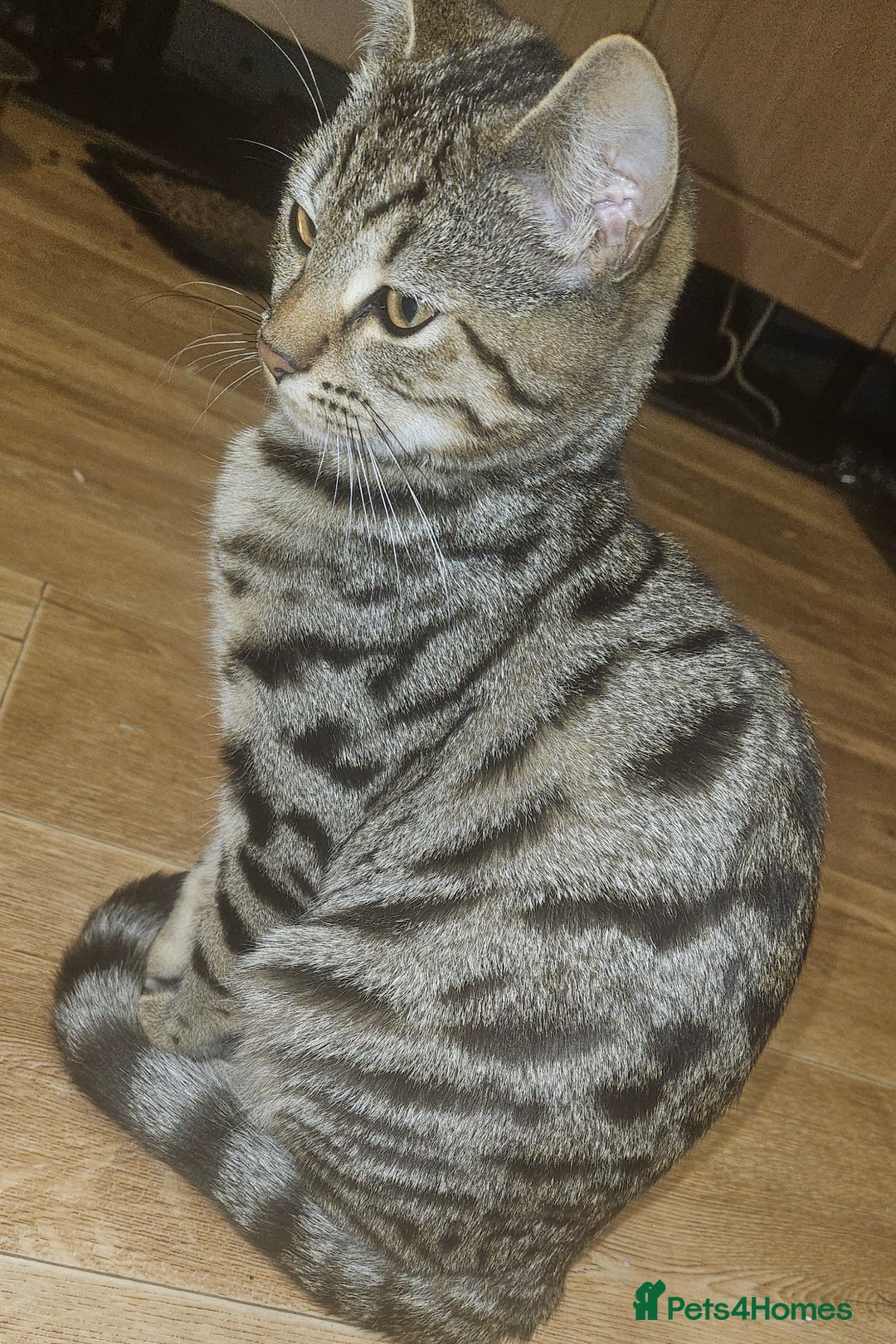 Bengal cats for sale: 5 month old bengal  - Image 3