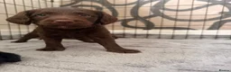 Labradoodle dogs for sale: Miniature labradoodle puppies  - Advert 5