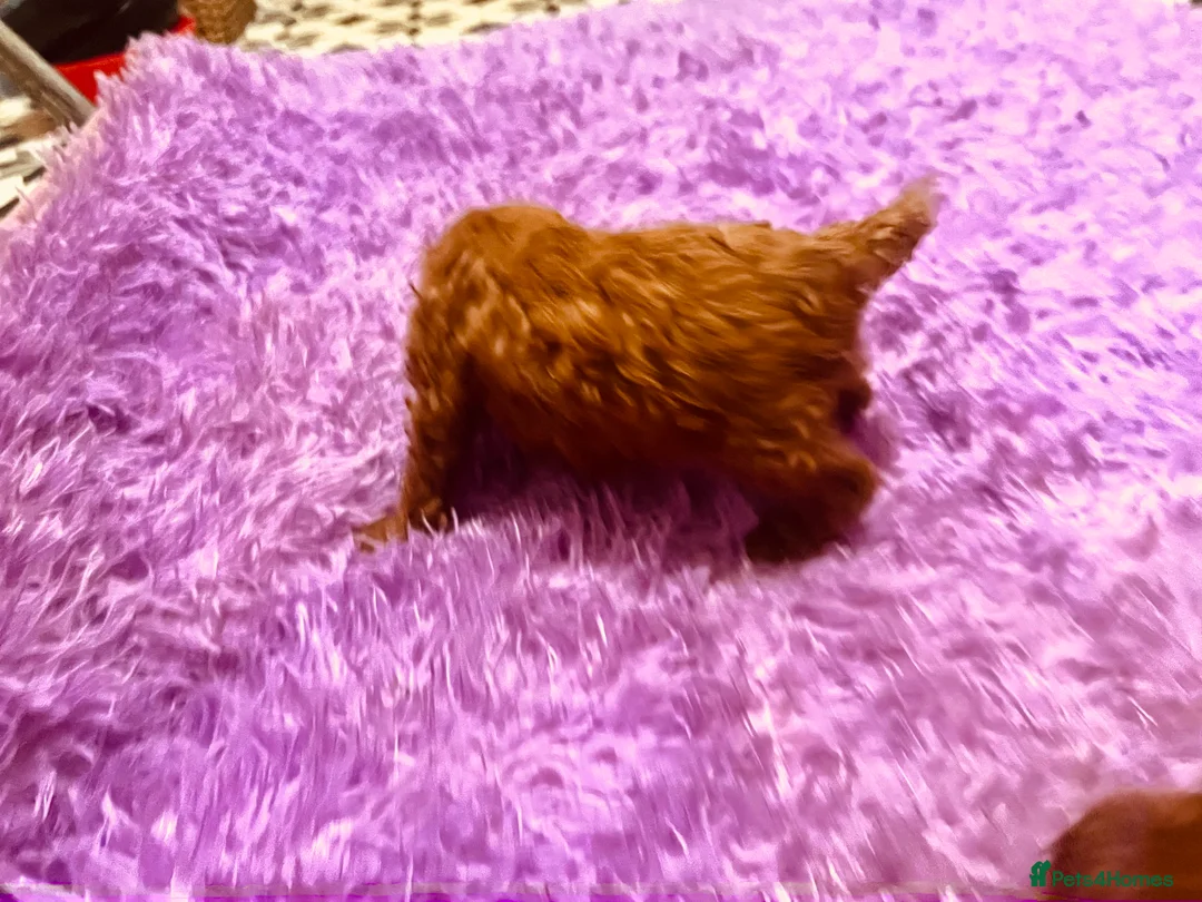 Cockapoo dogs for sale: Stunning 🐶 Cockapoo Puppies - Advert 24