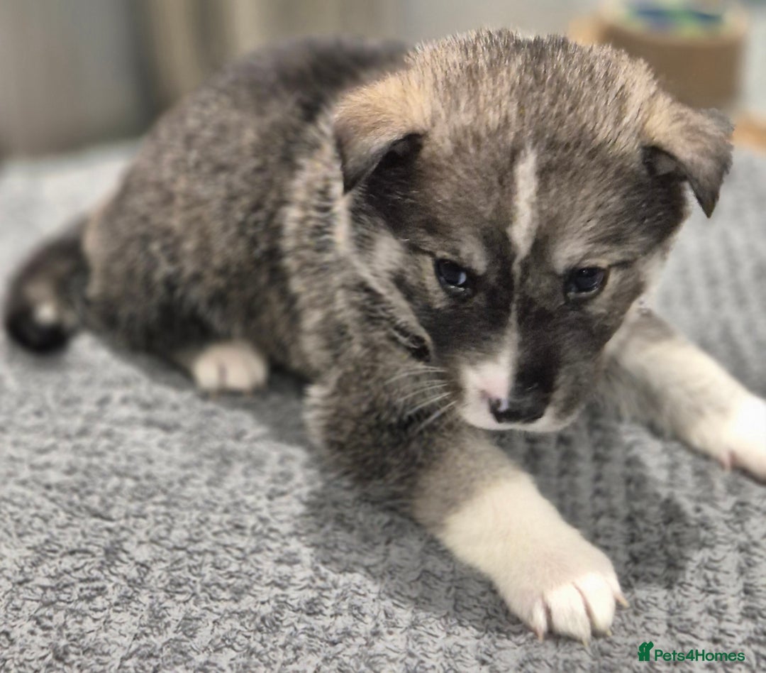 Huskita dogs for sale: FABULOUS HUSKITA PUPPIES Husky x Akita - Image 3