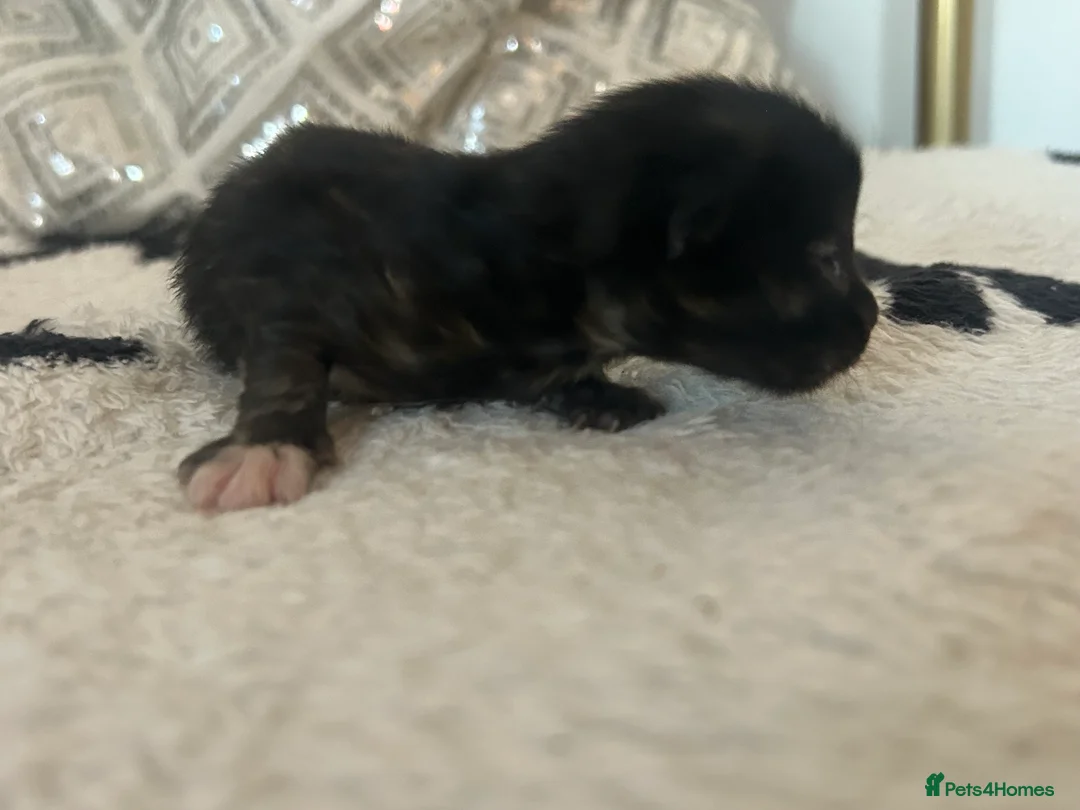 Mixed Breed cats for sale: 2 ginger boys 2 ginger girls 2 tortie girls  - Advert 2