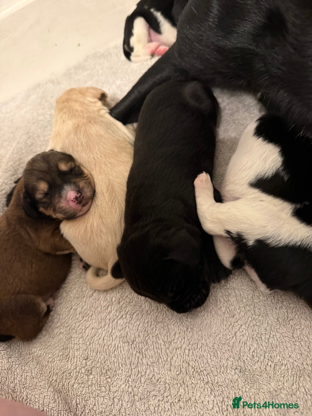 Cockerdor dogs for sale: Cocker spaniel/ Labrador puppies  - Advert 2