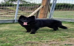 German Shepherd dogs for sale: Stunning Black & Gold kc.reg girl, health tested - Image 13