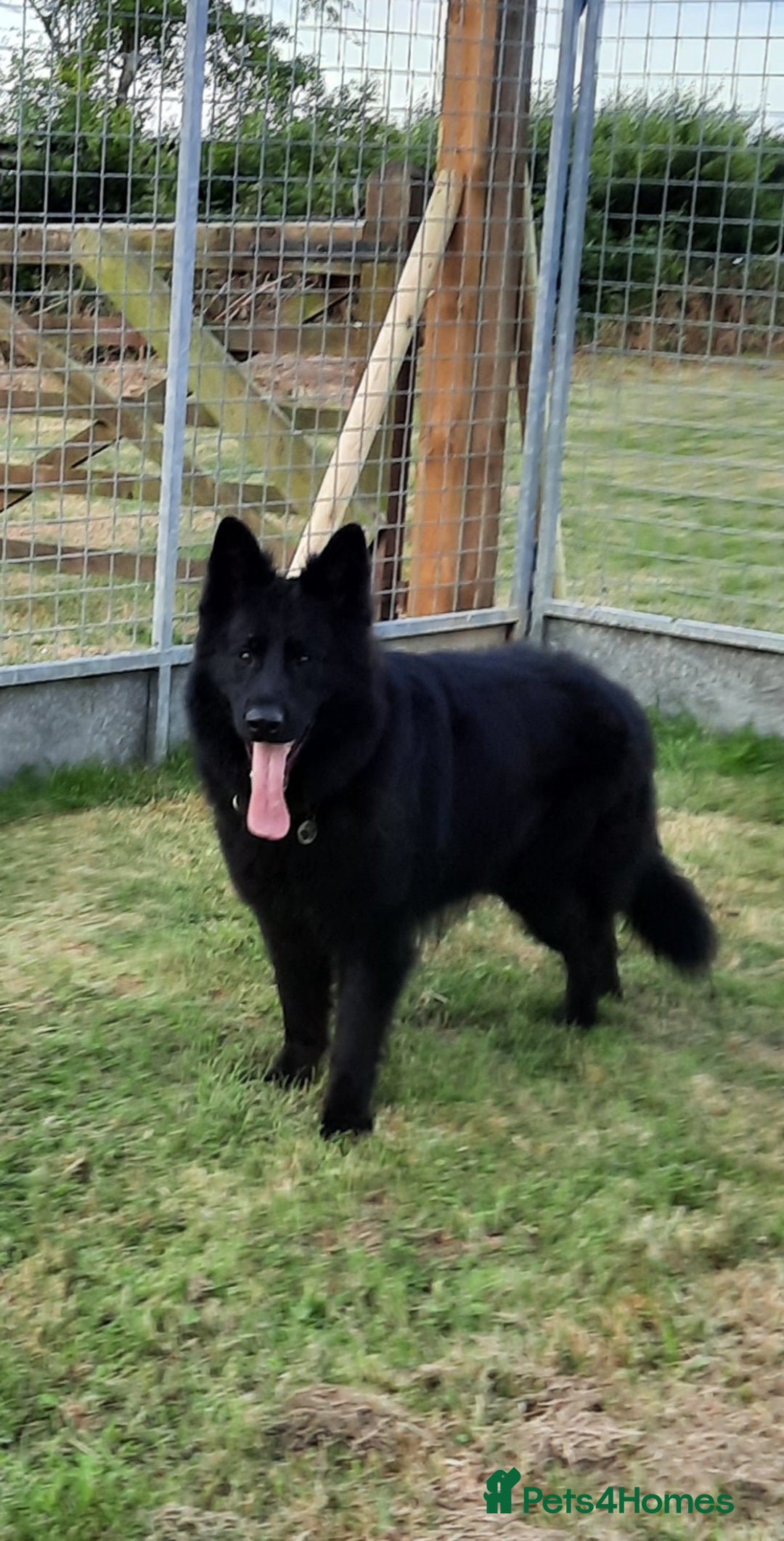 German Shepherd dogs for sale: Stunning Black & Gold kc.reg girl, health tested - Image 13