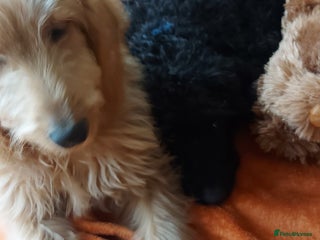 Double Doodle dogs Just one girl and boy left, double doodles - Advert 8