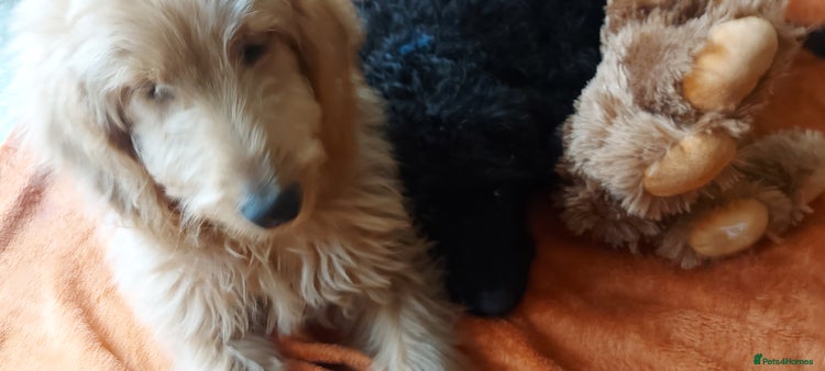 Double Doodle dogs Just one girl and boy left, double doodles - Advert 1