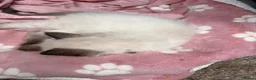 Ragdoll cats for sale: ⭐️⭐️⭐️ pure ragdolls kitten ⭐️⭐️⭐️ in Oswestry - Advert 12
