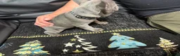 French Bulldog dogs for sale: Beautiful French Bulldog puppies - Advert 19