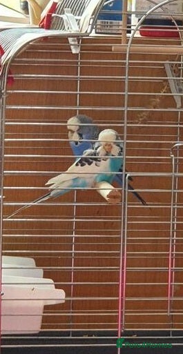 Parrots birds Rare & Stunning Parrots Available – Don’t Miss Out - Advert 6