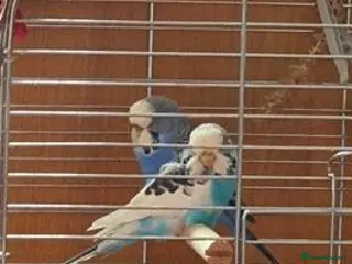 Parrots birds Rare & Stunning Parrots Available – Don’t Miss Out - Advert 6