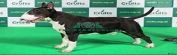 English Bull Terrier dogs for sale: 8 QUALITY BISONBULLIE BABIES  in Slough - Advert 32