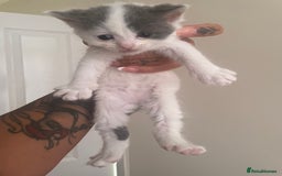 Mixed Breed cats for sale: Ragdoll cross birthed 5 babies in Paignton - Image 13