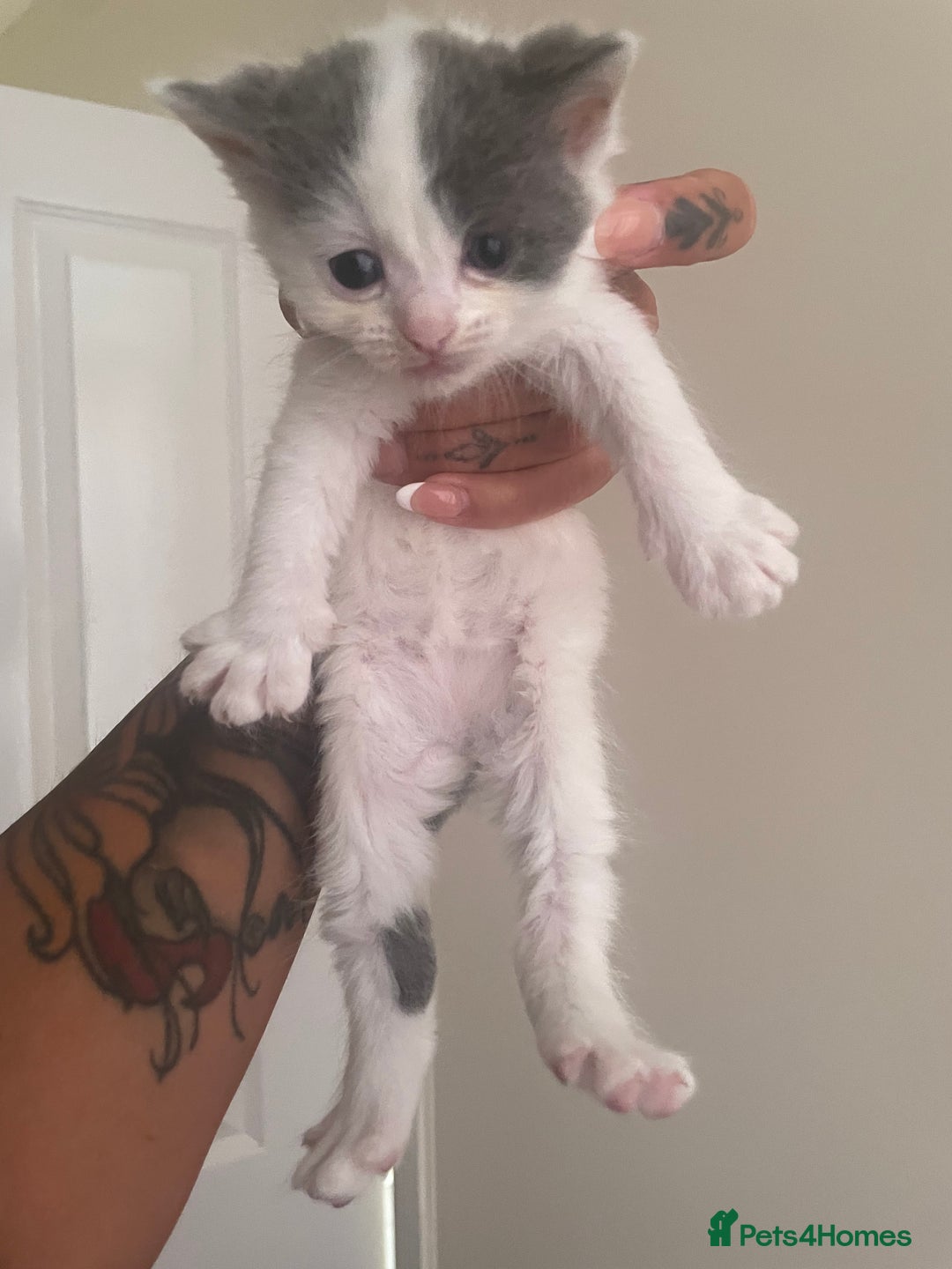 Mixed Breed cats for sale: Ragdoll cross birthed 5 babies in Paignton - Image 13