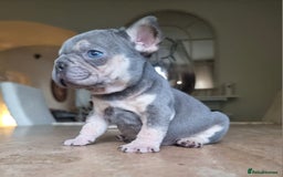 French Bulldog dogs for sale: Beautiful French bulldogs - Image 10