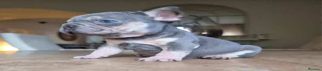 French Bulldog Puppy 2