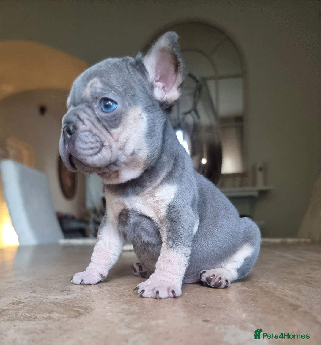 French Bulldog dogs for sale: Beautiful French bulldogs - Image 10