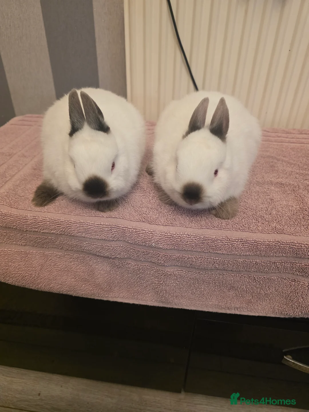 Netherland Dwarf rabbits for sale: Surplus netherland dwarf bucks  - Advert 5