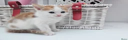Mixed Breed cats for sale: Kittens for sale  - Advert 14