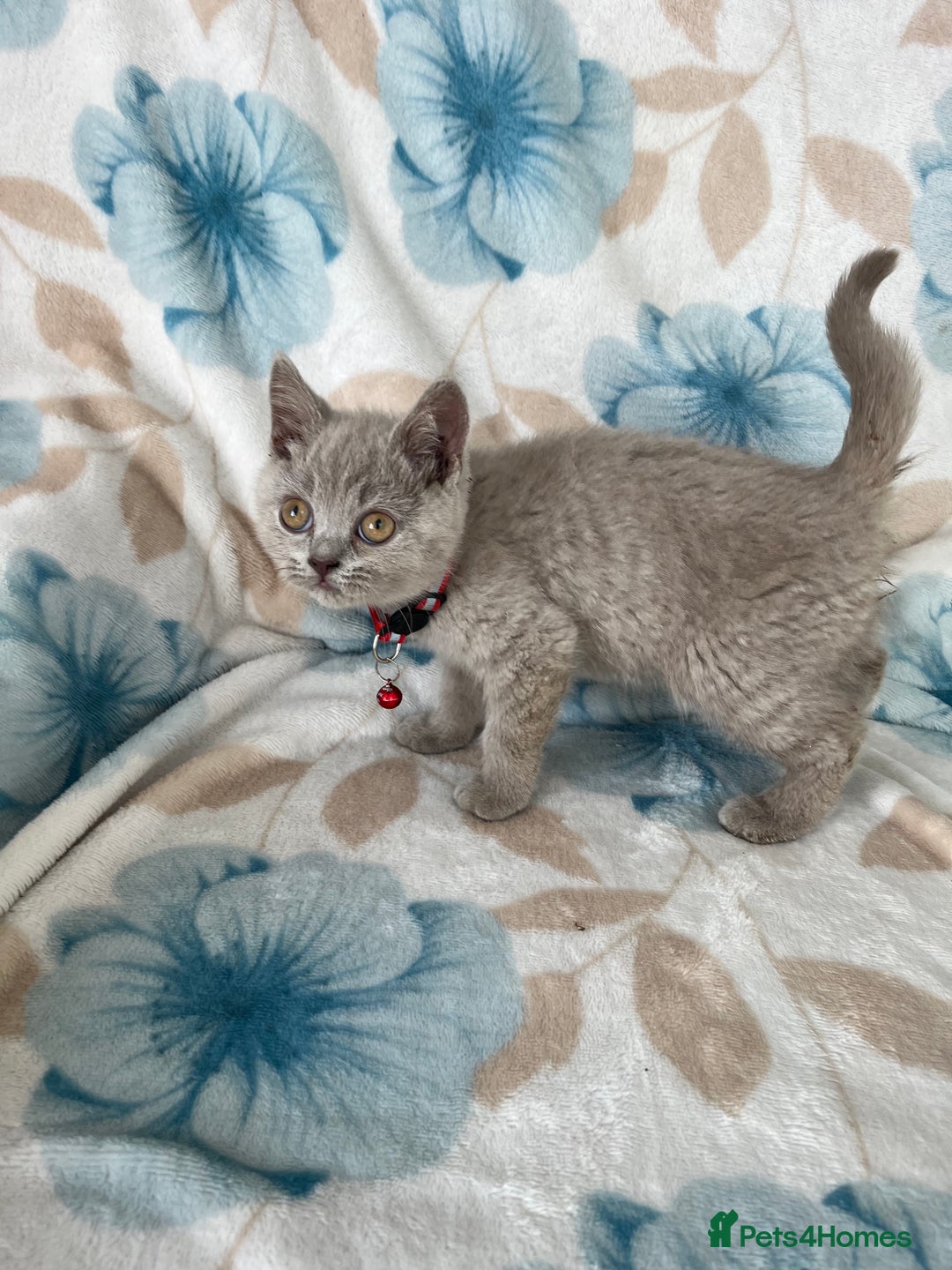 British Shorthair cats for sale: **REDUCED!!** PURE BREED BRITISH SHORTHAIR KITTENS - Image 9
