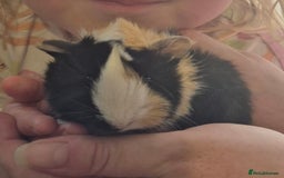 Guinea Pig rodents for sale: Beautiful Female guinea pig  - Image 1