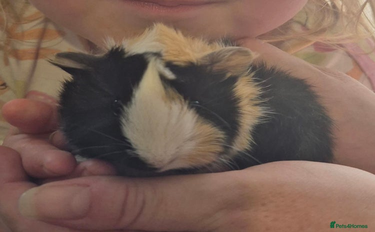 Guinea Pig rodents - Advert 5