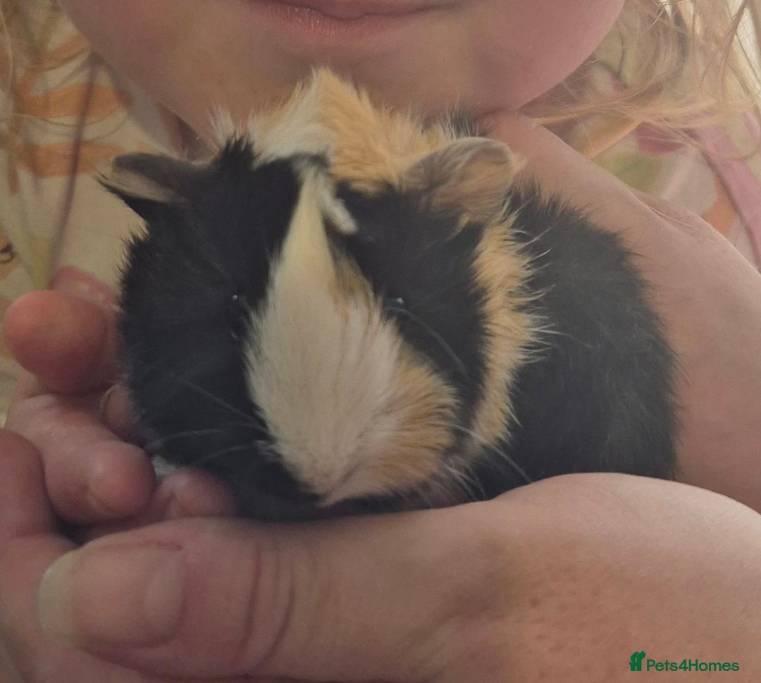 Guinea Pig rodents for sale: Beautiful Female guinea pig  - Image 1