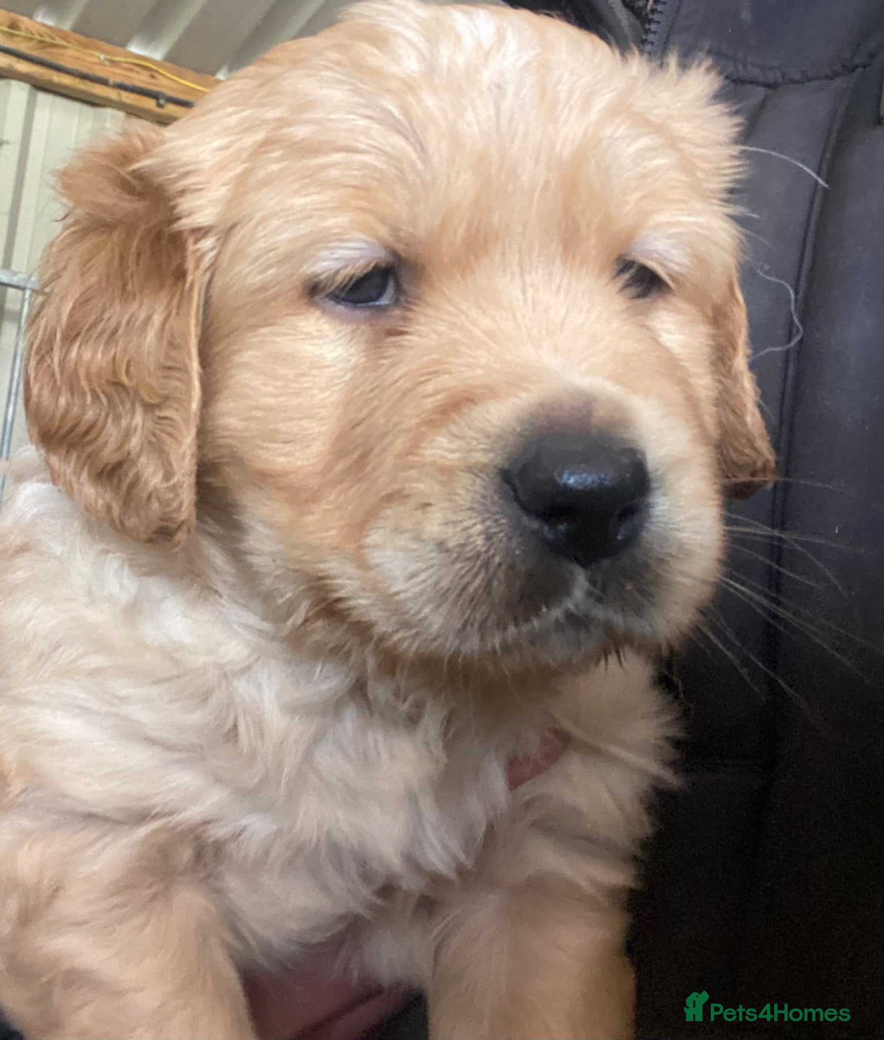 Goldador dogs Labrador x Golden Retriever puppies  - Advert 2