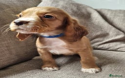 Cocker Spaniel dogs for sale: Working type cocker spaniels - last puppy! - Image 22