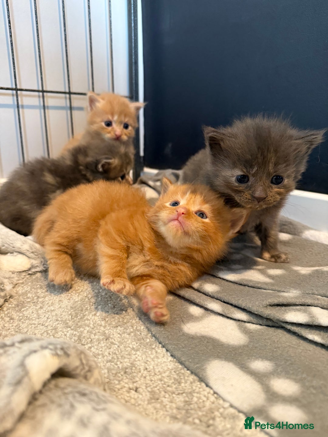 Mixed Breed cats for sale: Mainecoon X kittens - Advert 3