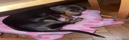 Miniature Dachshund dogs for sale: Adorable Miniature Dachshund Puppies in Scunthorpe - Advert 2