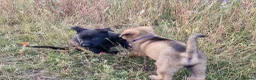 German Shepherd dogs for sale: Working line german shepherd puppies - Advert 9