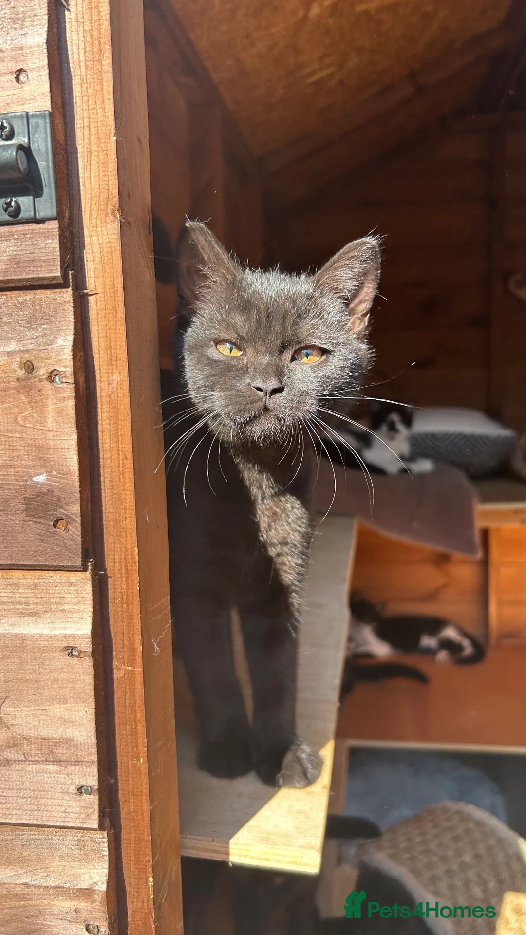 British Shorthair cats for sale:  ** s for the right homes x in High Wycombe - Advert 2