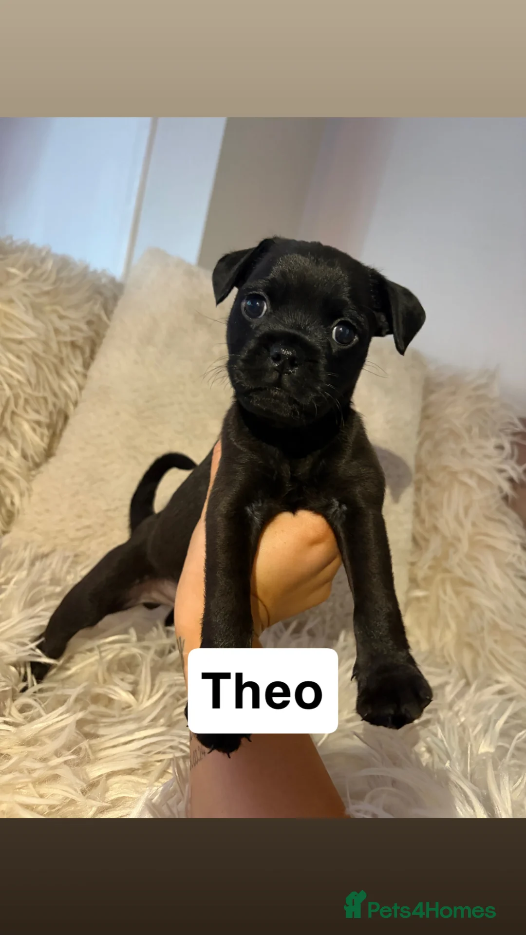Mixed Breed dogs for sale: Adorable PugX puppies last boy available  - Advert 1