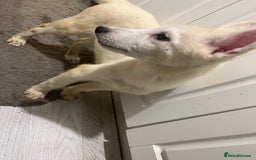 Siberian Husky dogs for sale: Last Male Pure White Siberian Husky  - Image 4