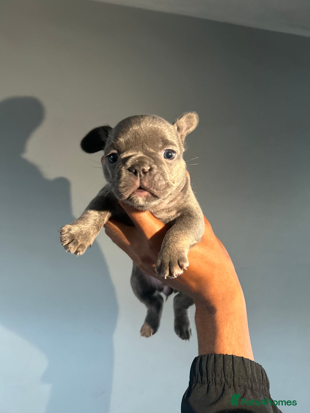 French Bulldog dogs for sale: Two, 10 Week Fluffy French Bulldogs  - Advert 10