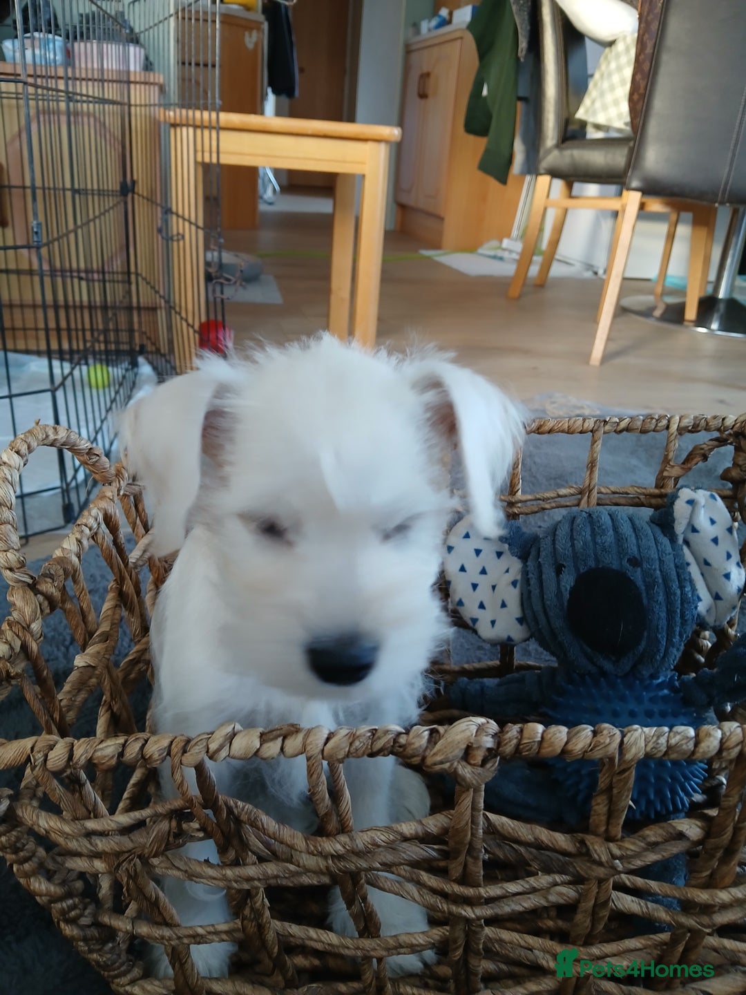 Miniature Schnauzer dogs for sale: Adorable white schnauzer puppy-last one left now  - Image 11