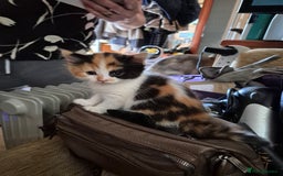 Mixed Breed cats for sale: Litter of kittens - Image 6