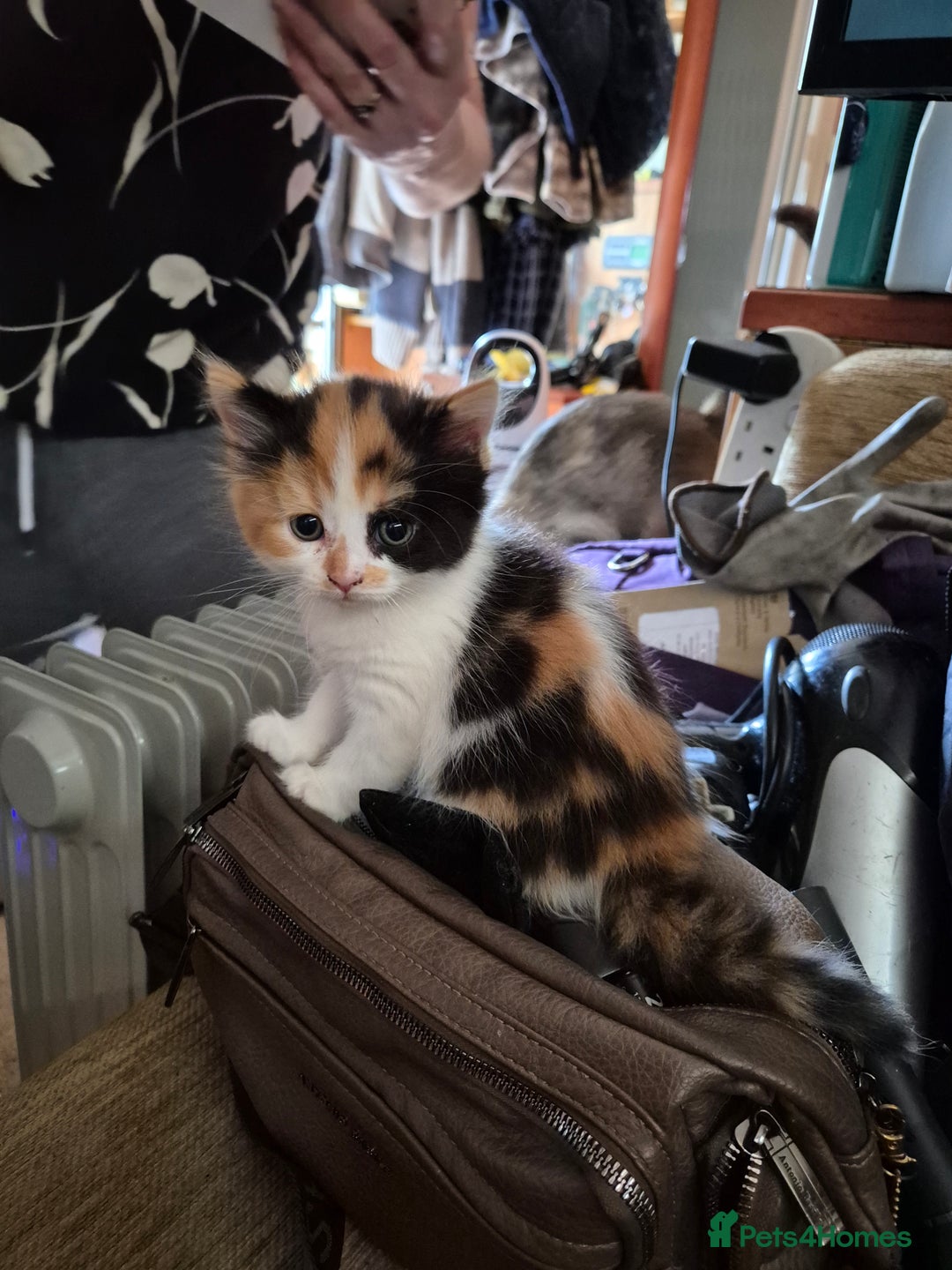 Mixed Breed cats for sale: Litter of kittens - Image 6