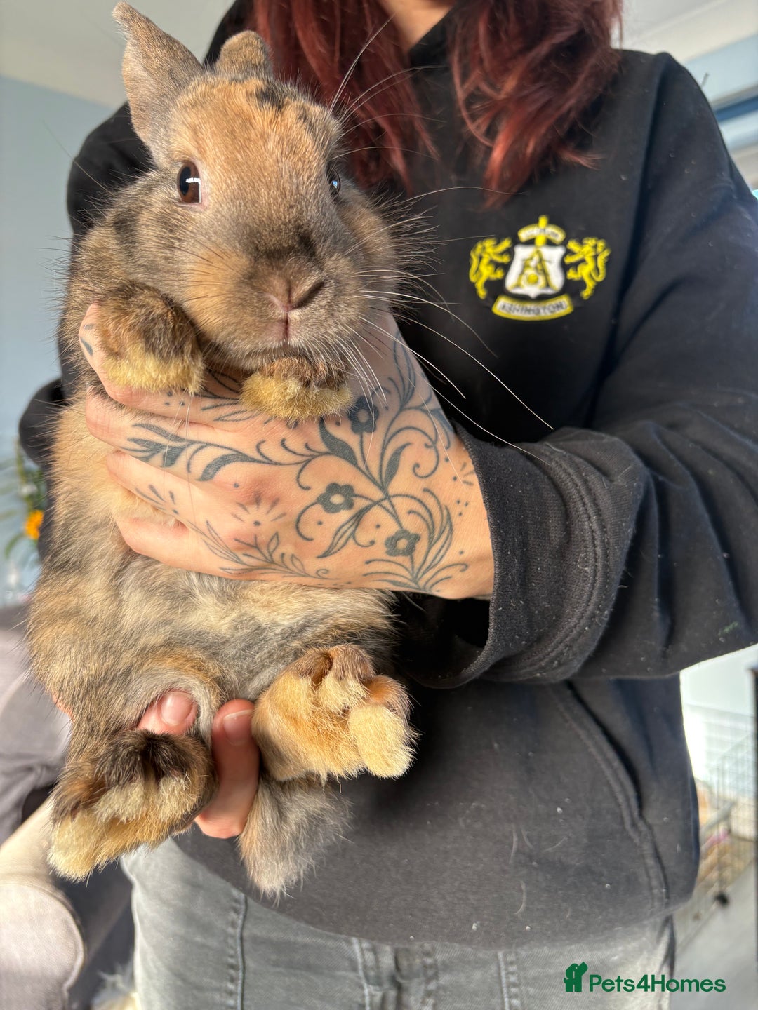 Mixed Breed rabbits for sale: 2 male Rex X netherland dwarf - Advert 7